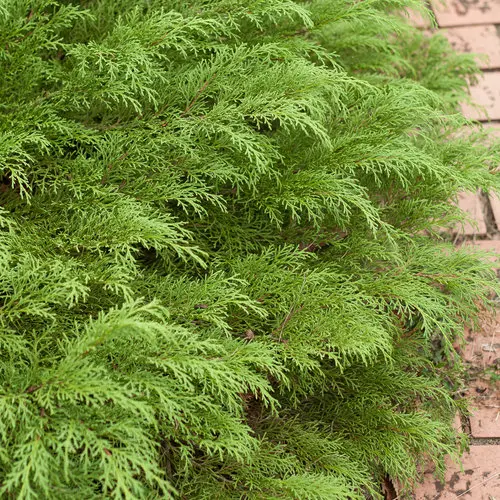 Siberian Cypress Celtic Pride