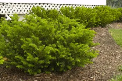 Yew Taunton Spreading