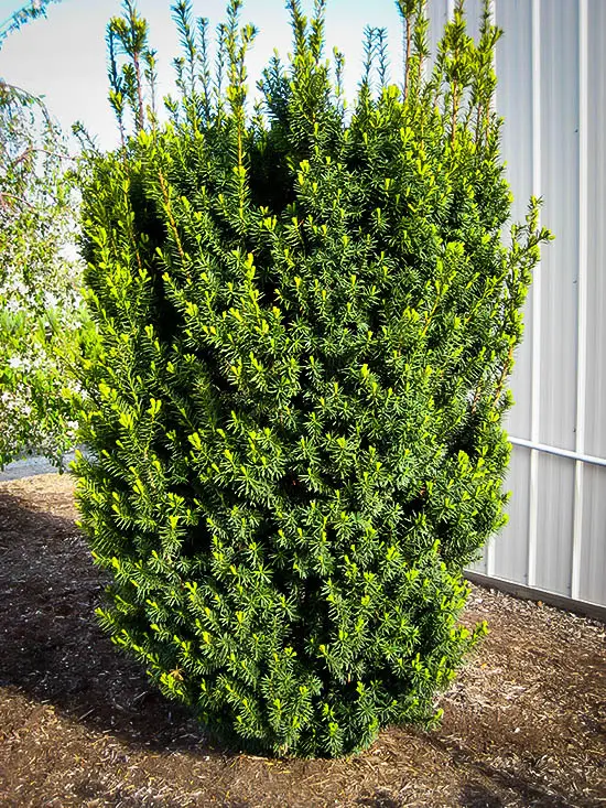 Yew Hicks