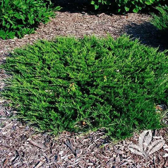 Juniper Buffalo