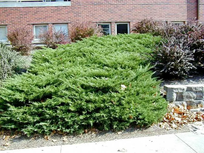 Juniper Pfitzer Compacta
