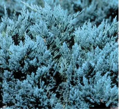 Juniper Blue Chip