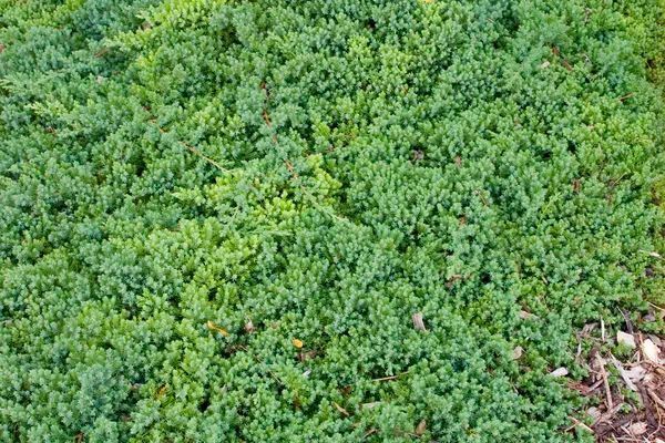 Juniper Dwarf Japanese Garden