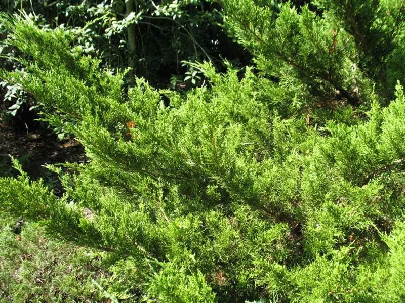 Juniper Sea Green