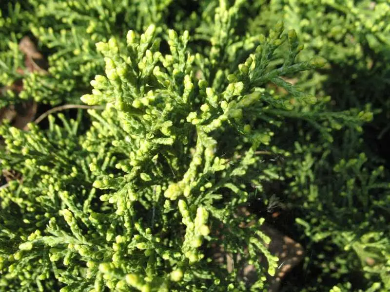Juniper Old Gold
