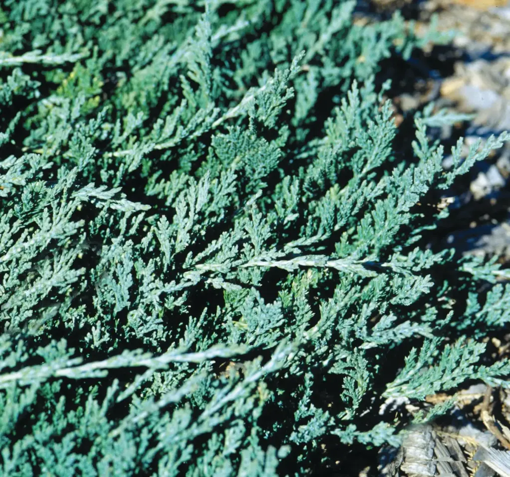 Juniper Wilton Blue Rug