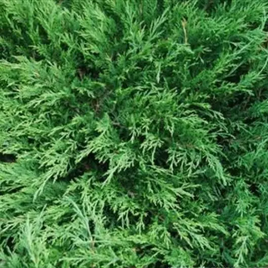 Juniper Calgary Carpet