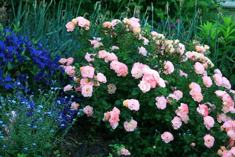 Rose Peach Drift