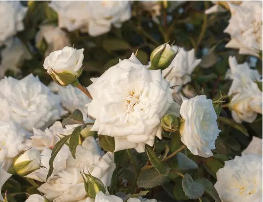 Rose White Drift