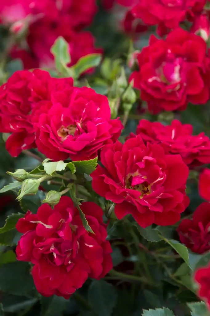 Rose Red Drift