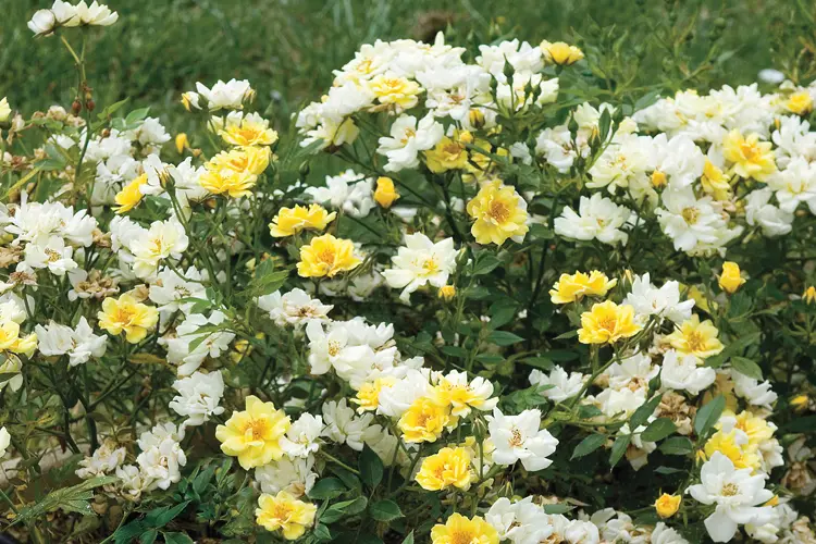 Rose Lemon Drift