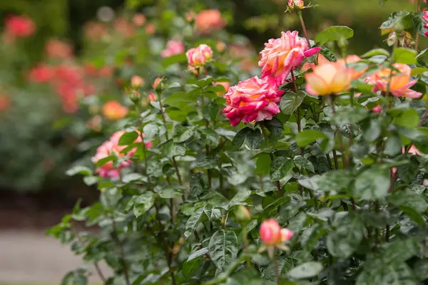 Rose Love and Peace