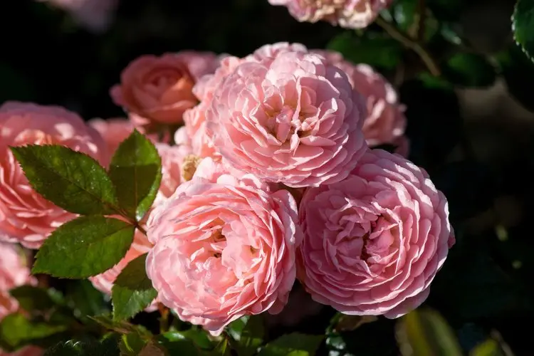 Rose Apricot Drift