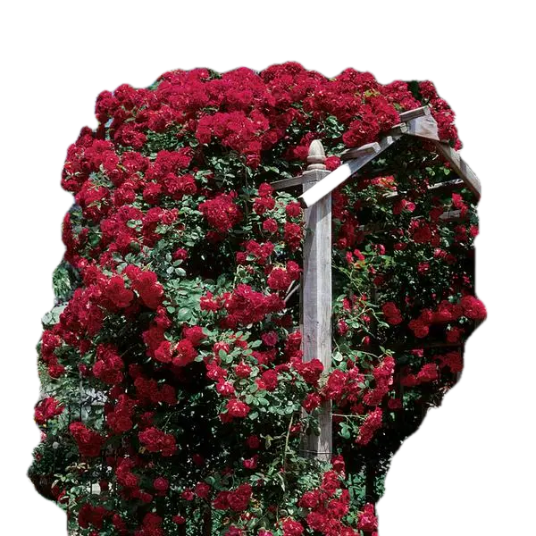 Rose Blaze Improved Climb