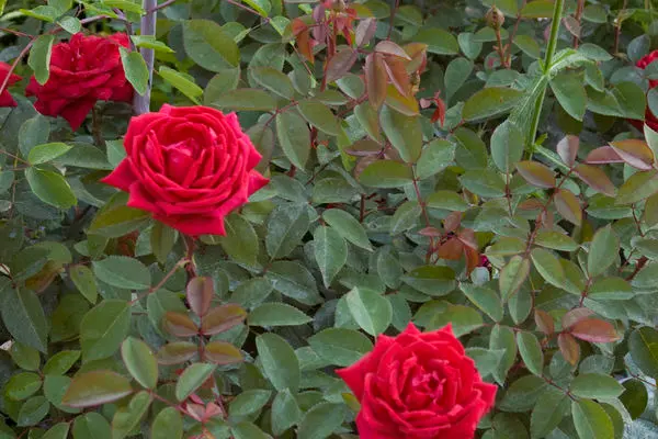 Rose Easy Elegance Kashmir