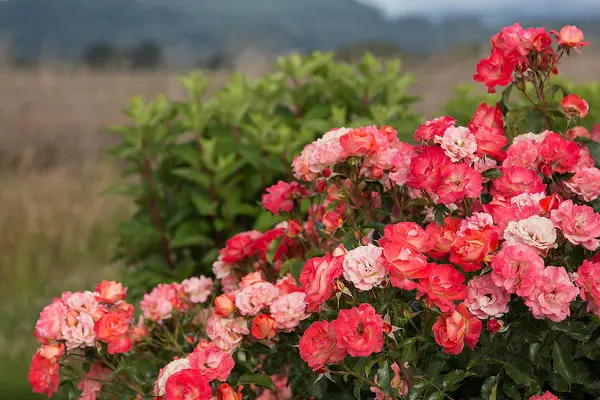 Rose Easy Elegance Coral Cove