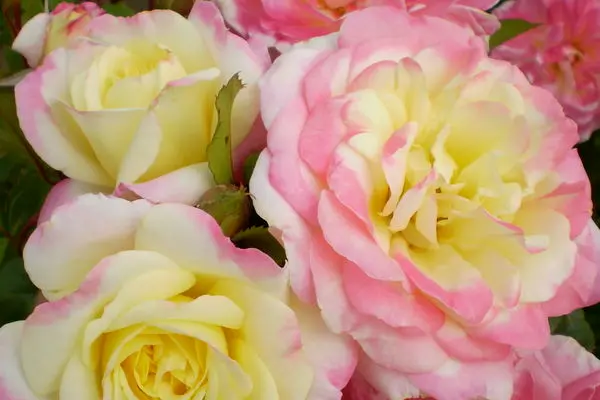 Rose Easy Elegance Music Box