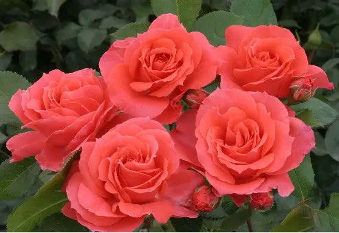 Rose Patriot Dream