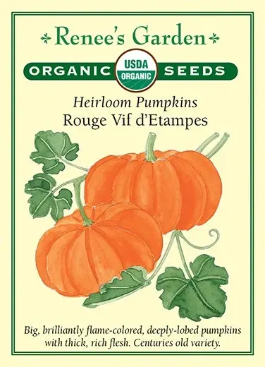 Pumpkin Rouge Vif D'Etampes