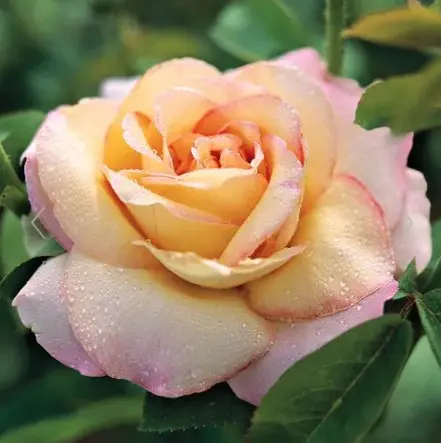 Rose Peace
