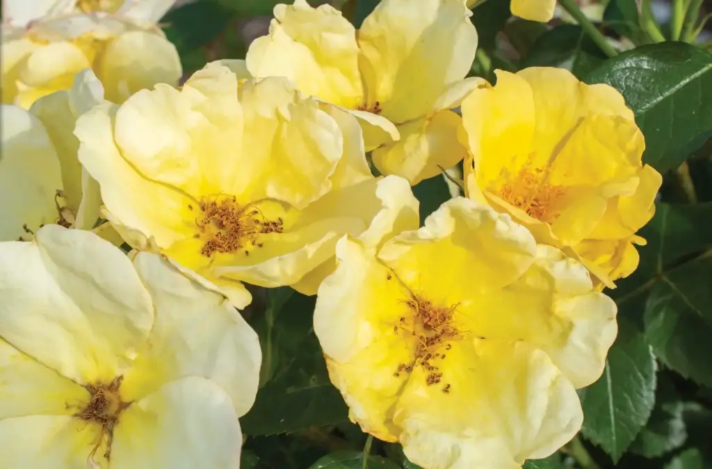 Rose Easy Bee-zy Knockout