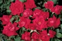 Rose Double Knockout Red