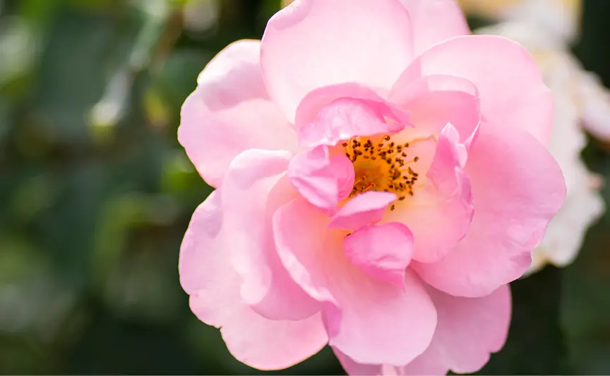 Rose Knockout Peachy