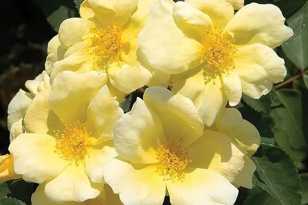 Rose Knockout Sunny
