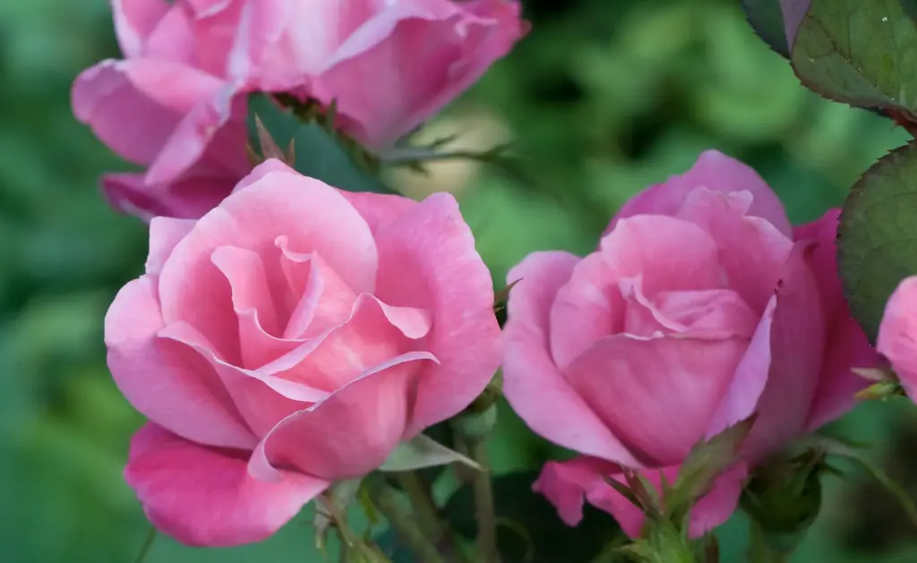 Rose Knockout Pink