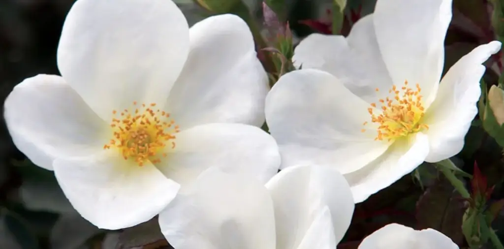 Rose Knockout White