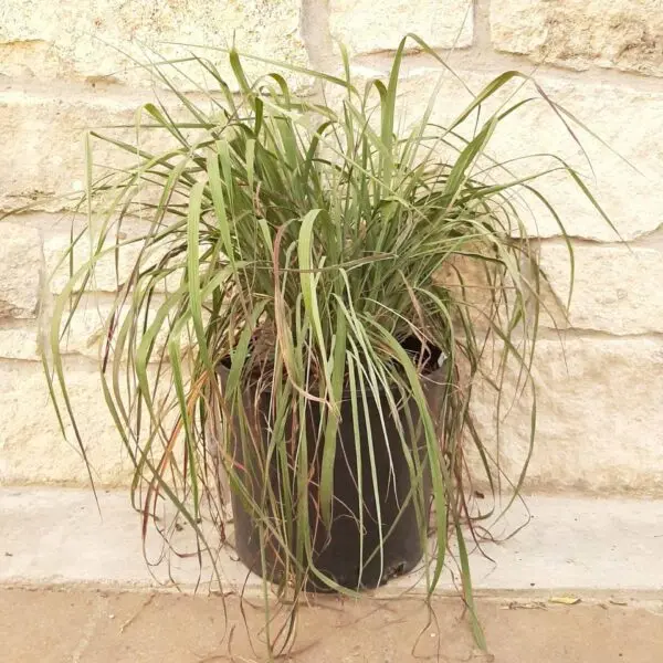 Big Bluestem Red October