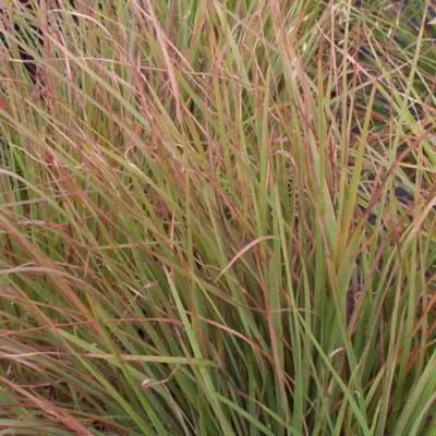 Little Bluestem Blaze