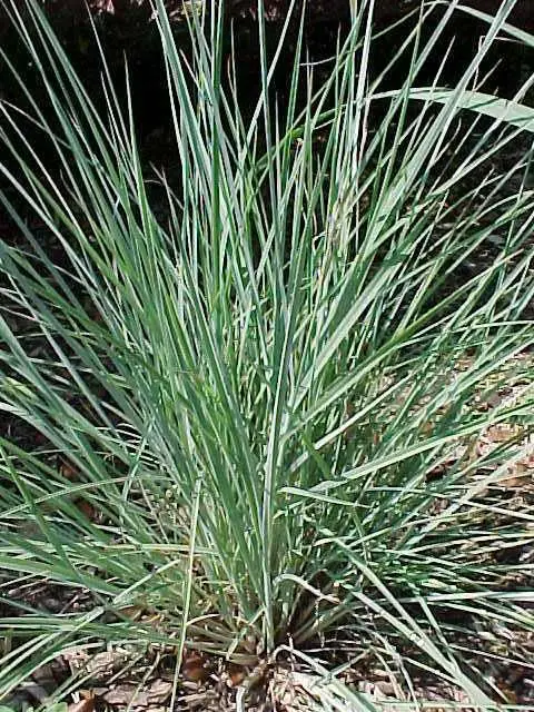 Little Bluestem The Blues