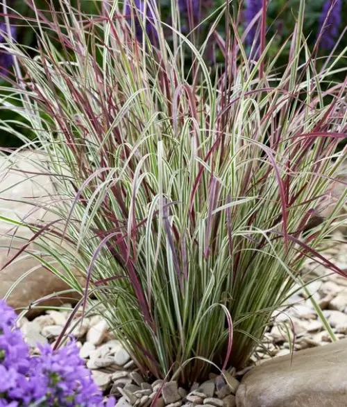 Little Bluestem Chameleon