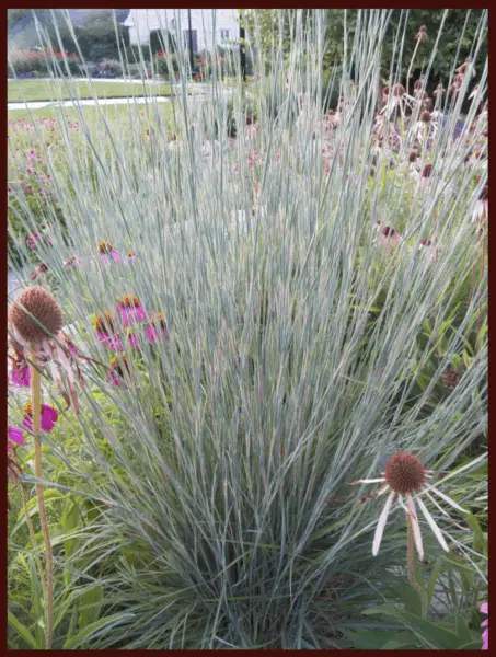 Little Bluestem Ha Ha Tonka