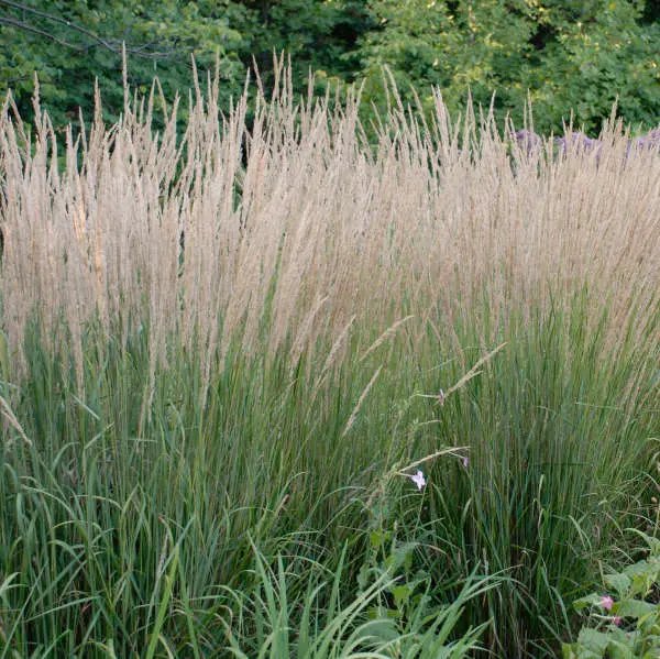 Grass Karl Foerster