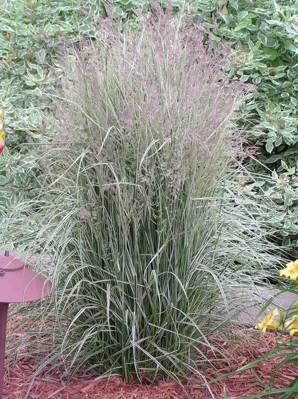 Feather Reed Overdam
