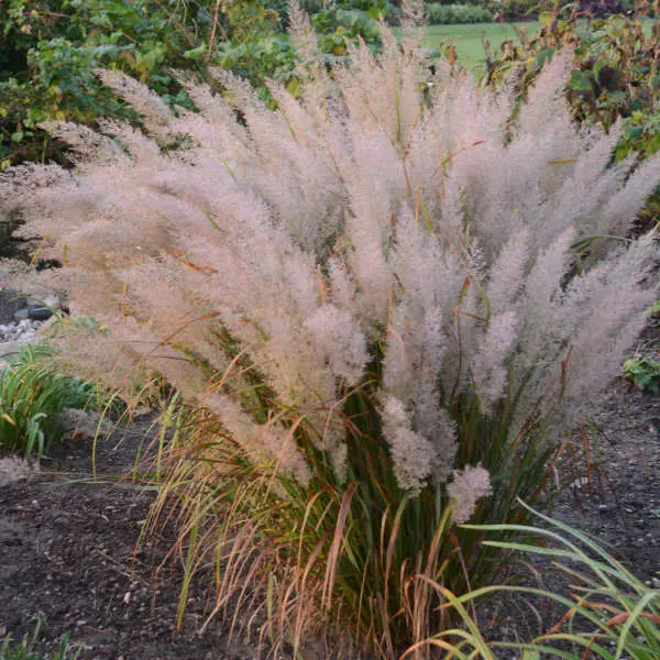 Feather Reed Korean