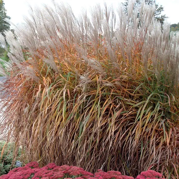 Maiden Grass Flame