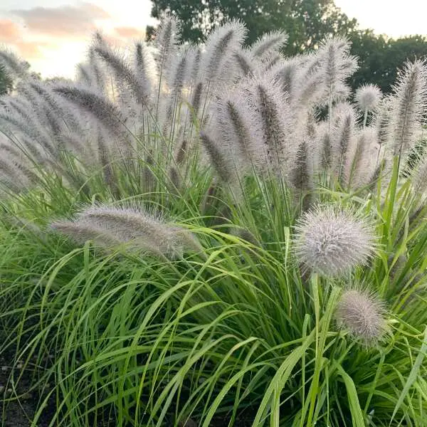 Fountain Grass Lemon Squeeze
