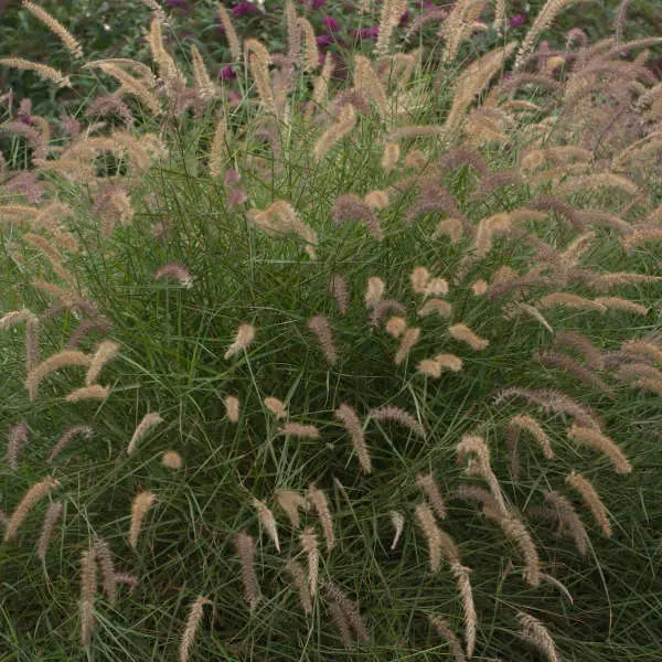 Fountain Grass Karley Rose