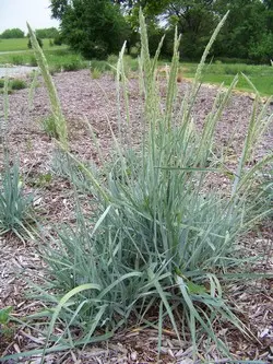 Lyme Grass Blue Dune