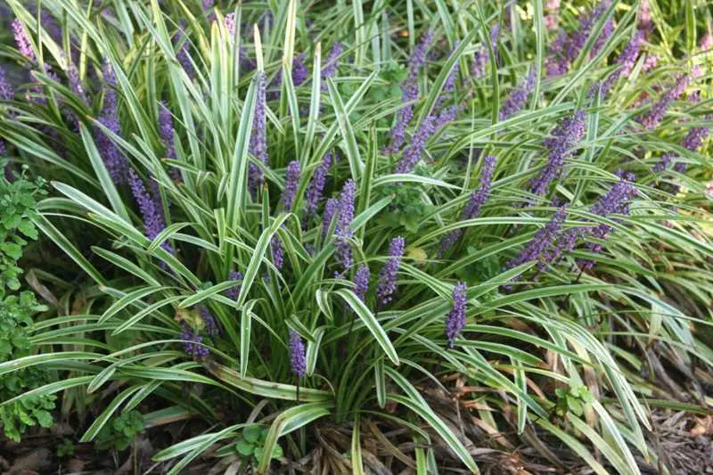 Lily Turf Variegated