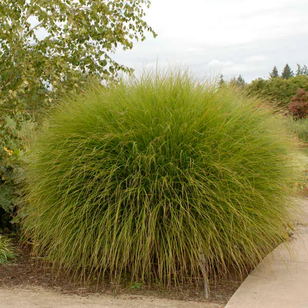 Maiden Grass Gracillimus