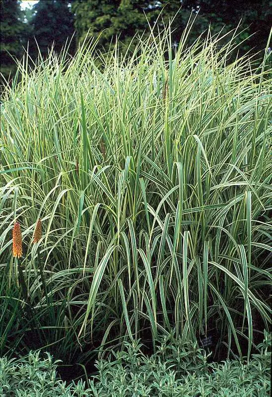 Maiden Grass Variegated