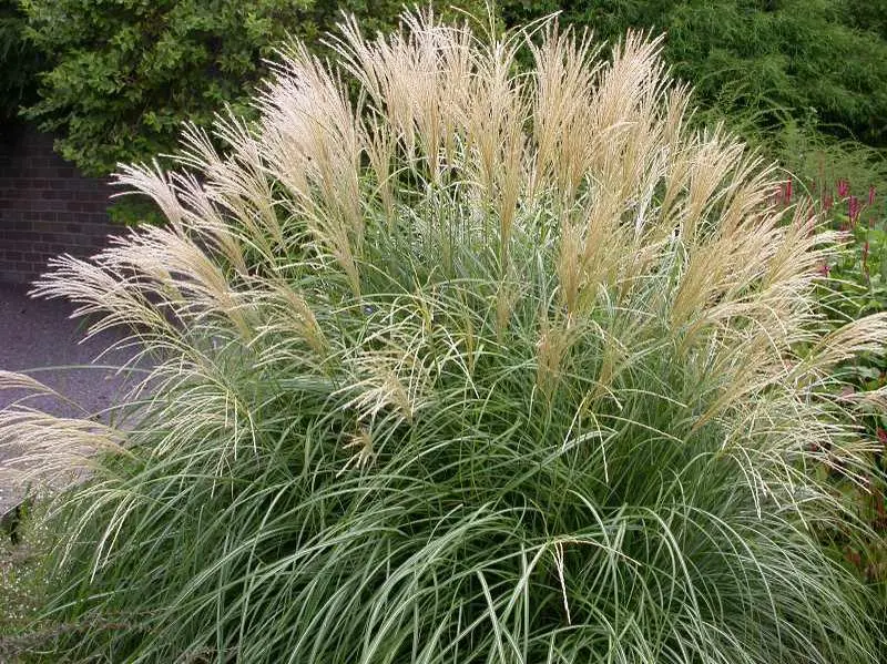 Maiden Grass Adagio