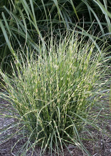 Maiden Grass Bandwidth