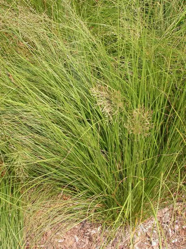 Prairie Dropseed - Native