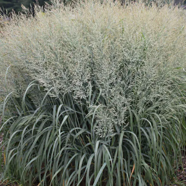 Switchgrass Niagara Falls