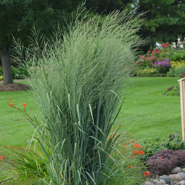 Switchgrass Totem Pole